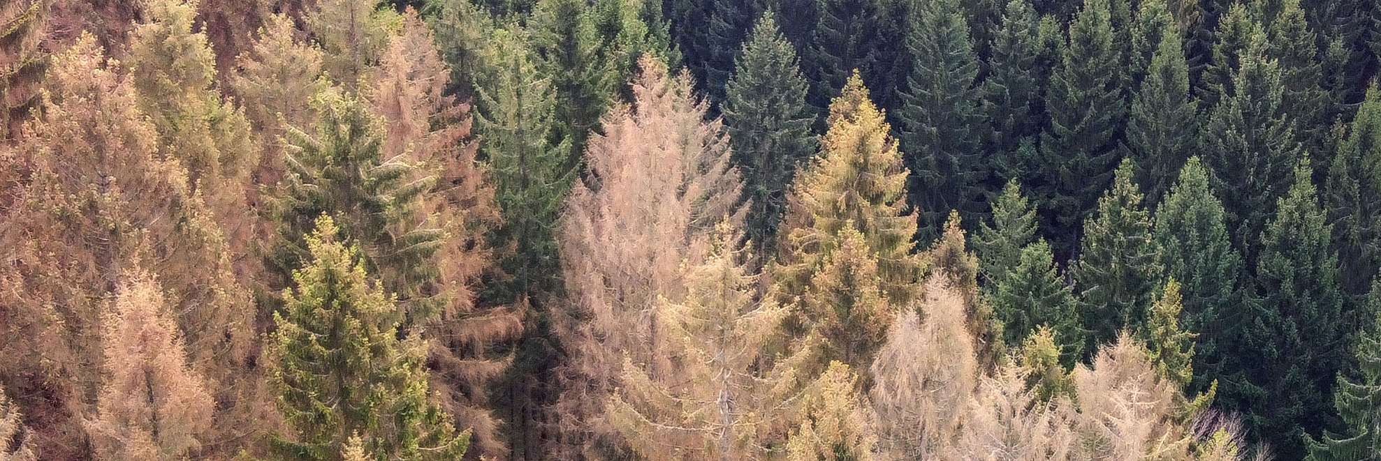 Dekoratives Bild German wood Harz is destroyed by climate change.